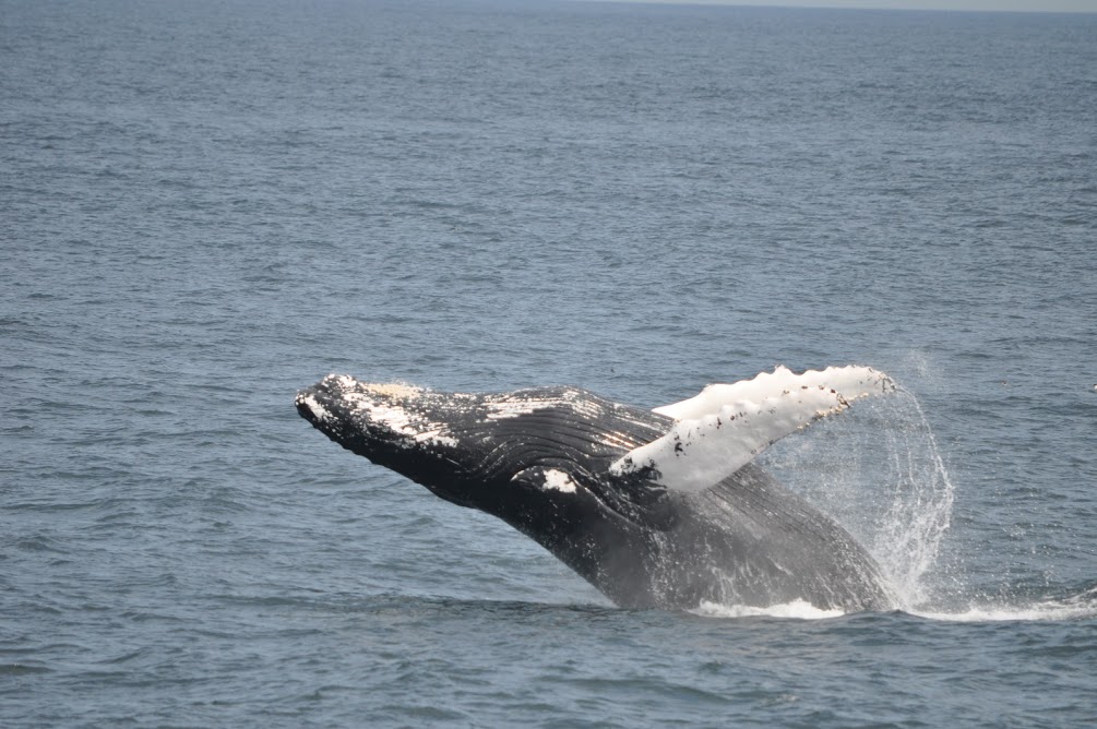 Whale Watching in Provincetown, MA Captain John Boats