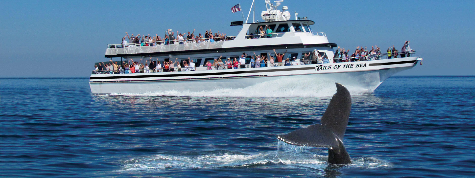 Whale Watching in Plymouth and Provincetown Captain John Boats