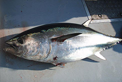 tuna
