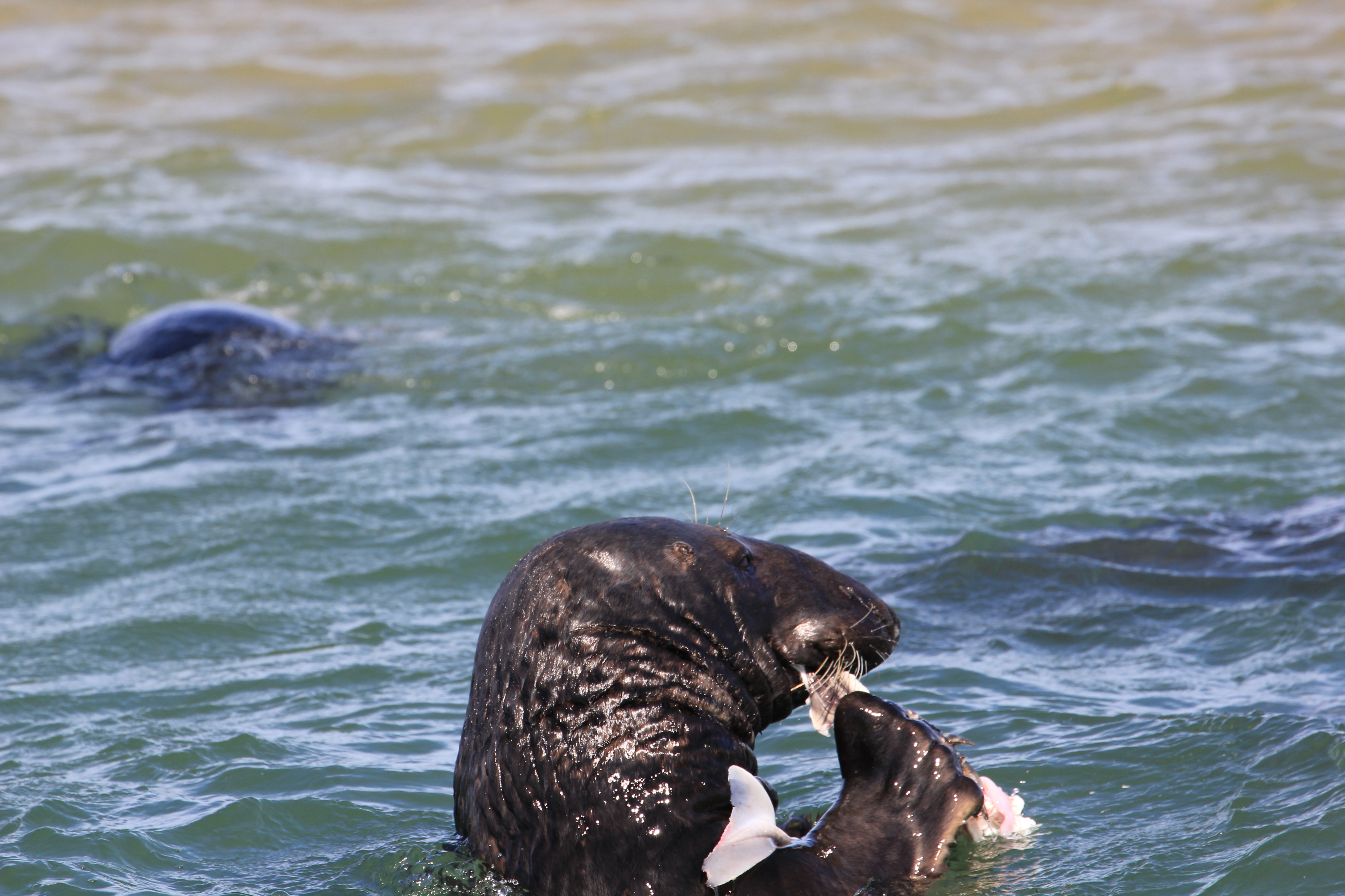 monomoy island seal cruise